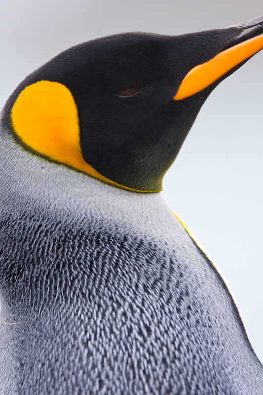 King Penguin